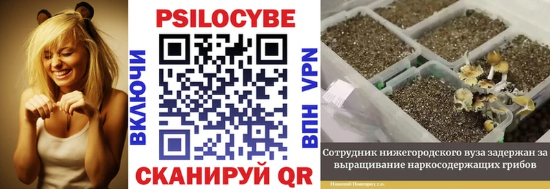 Псилоцибиновые грибы Cubensis купить Талдом